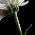 Daisy with a focused stem
