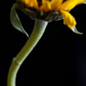 Sunflower peering up