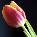 Tulip sway